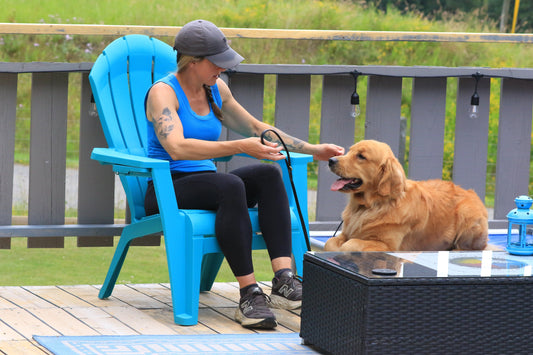 How to Stop Overstimulating Your High-Drive Dog: Teaching the Art of Settling