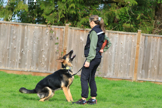Tips for Finding a Pet Dog Obedience Trainer