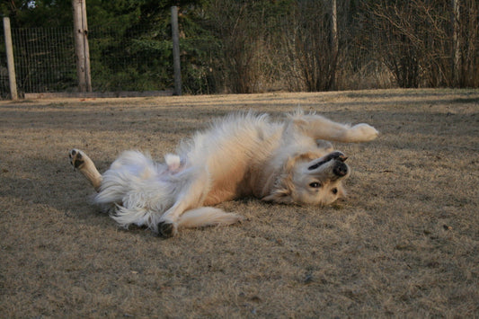 Transform Your Dog with Our Board & Train Program