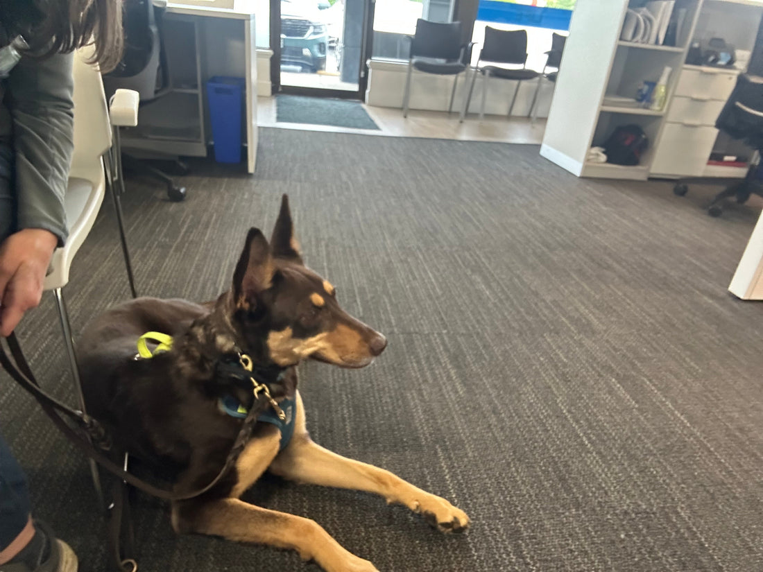 Rescue dog Kora confidently accompanying her trainer on errands - BC Westcoast K9 Services