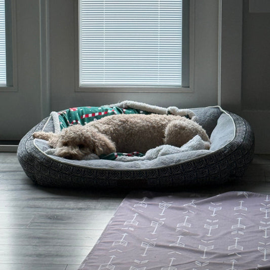 Crate Trained… But Now What?