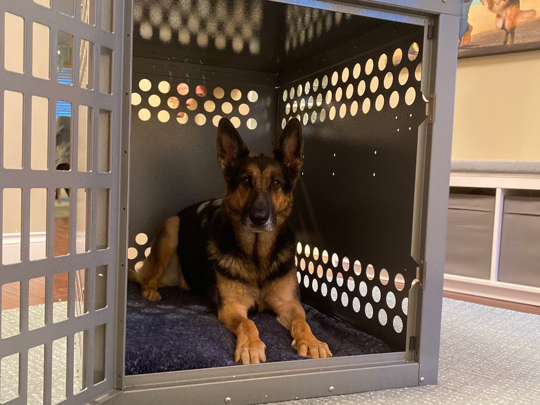 Attention New Parents: It’s Okay to Give Your Dog Boundaries