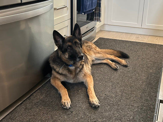 Dog sitting calmly on place command — BC Westcoast K9 Services