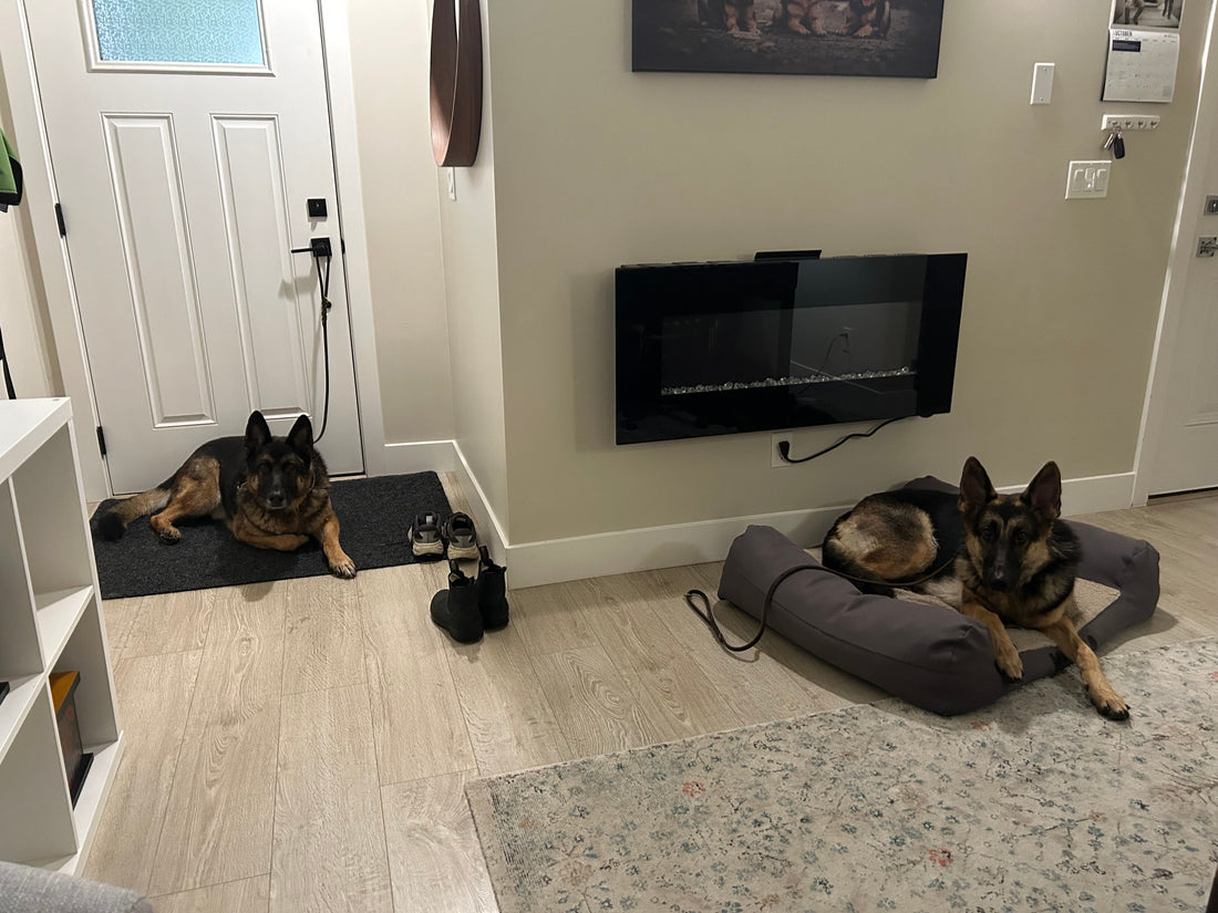 Busy Household? Be Intentional With the Time You Already Spend With Your Dog