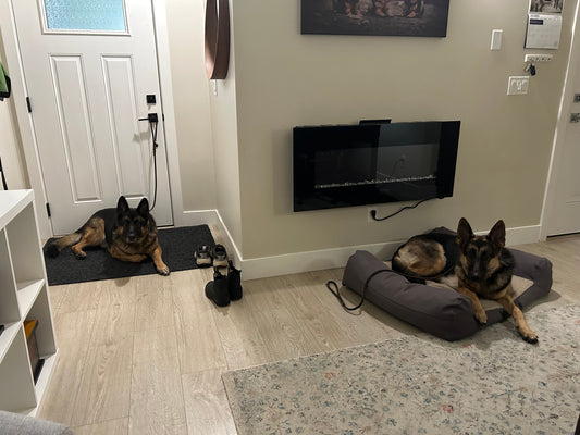 Busy Household? Be Intentional With the Time You Already Spend With Your Dog