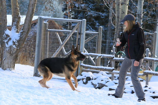 City dog training - dog learning boundaries in urban environment