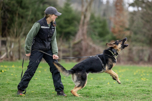 Dog Training and Personal Growth: Why Structure, Boundaries, and Clear Communication Matter