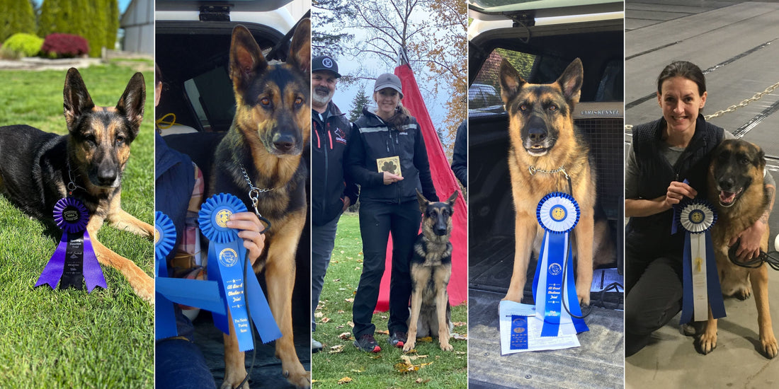 From Pet Dog to Working Dog