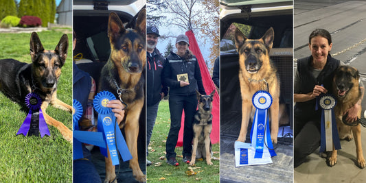 From Pet Dog to Working Dog